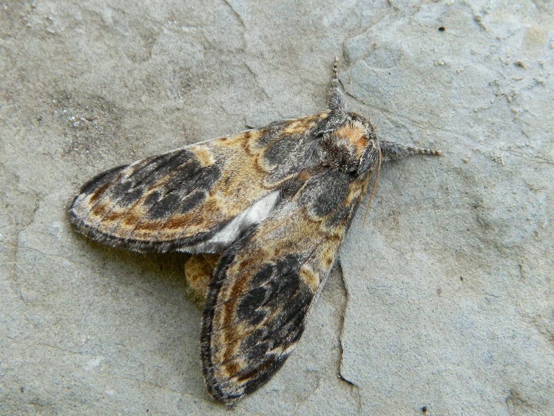 Notodonta tritophus